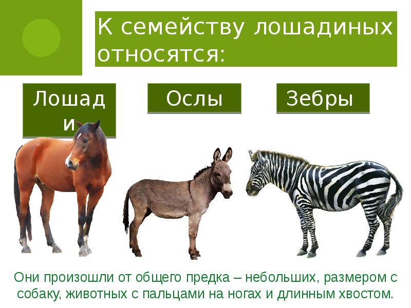 К какому виду животных относится. Непарнокопытные семейство Лошадиные. Представители лошадей. Представители семейства лошади таблица. Непарнокопытные представители лошади.