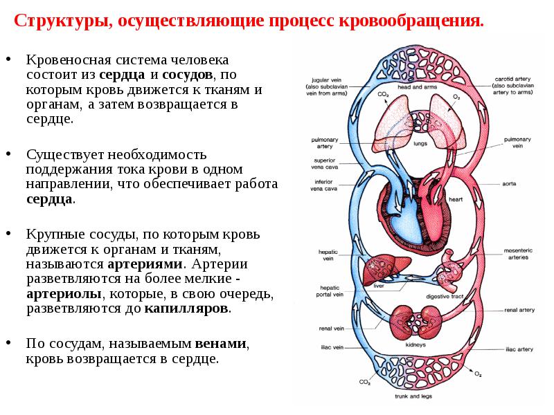 Схема работы сердца и движение крови по сосудам