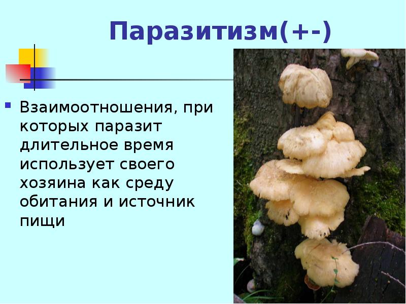 Тип взаимодействия паразитизм примеры. Паразитизм это в биологии. социальный паразитизм. паразитизм растений.