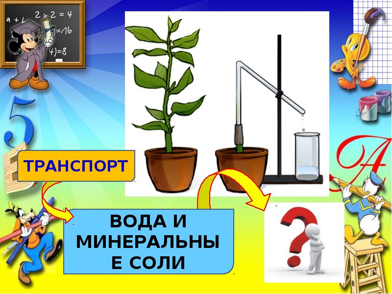 Передвижение воды и питательных веществ в растении 6 класс презентация