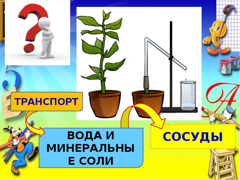 Транспорт солей. Транспорт вода и Минеральные соли. Передвижение воды и питательных веществ в растении 6 класс. Пути передвижения воды по растению.. Передвижение по воде 1 класс технология презентация.