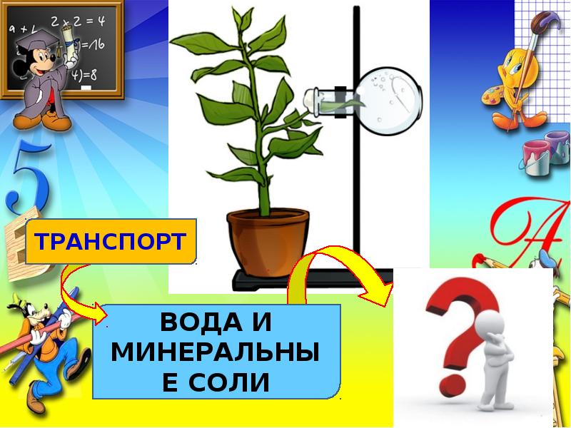 Транспорт солей. Транспорт вода и Минеральные соли. Вода и Минеральные соли. Передвижение воды и питательных веществ в растении 6 класс. Передвижение воды по растению.