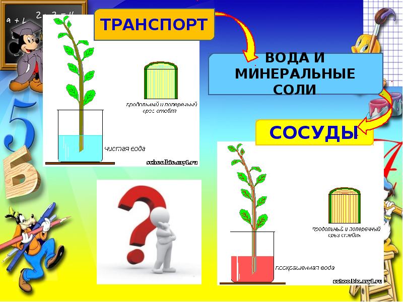 Проводящие элементы воды и минеральных солей. Передвижение воды и питательных веществ в растении. Передвижение воды и Минеральных веществ в растении. Транспорт воды и Минеральных веществ в растении. Передвижение воды и Минеральных веществ по стеблю.