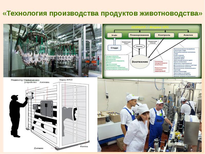 Биотехнология и ветеринарная медицина