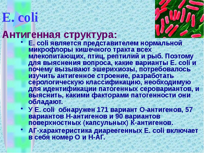 Coli. условно патогенные и патогенные эшерихии. кишечная палочка escherichia coli. потогености кишечник полочек. патогенные и условно патогенные бактерии.