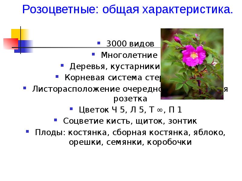 Стебли семейства розоцветных