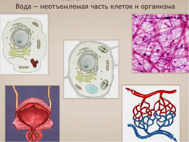 Химическая организация клетки презентация