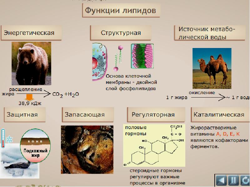 Химическая организация клетки презентация