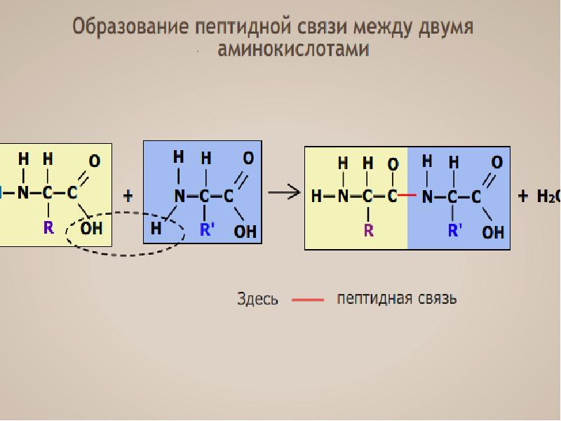 Схема образования пептидной связи белка