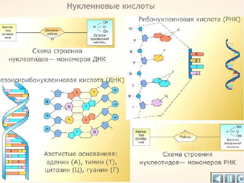 Химическая организация клетки презентация