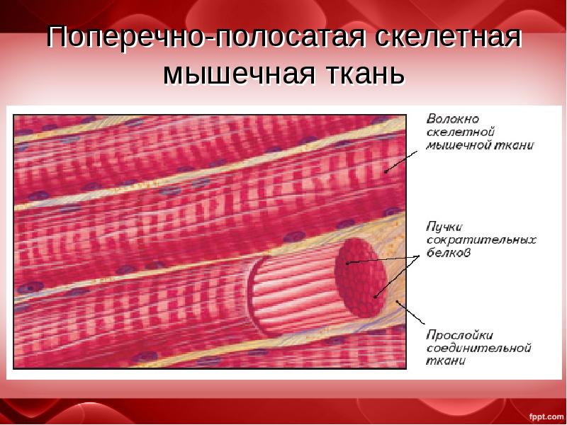 Поперечно полосатая мышечная ткань составляет основу