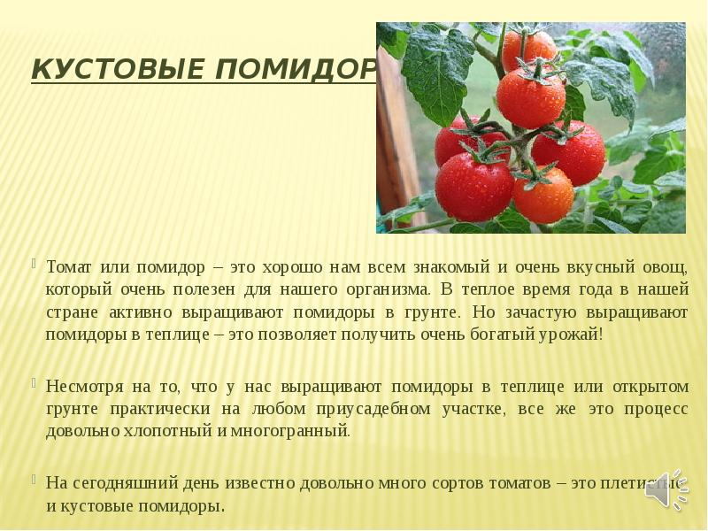 Томат или помидор как правильно. Сообщение о помидоре. Помидор для презентации. Презентация на тему как вырастить томаты. Кустовой способ выращивания томатов.