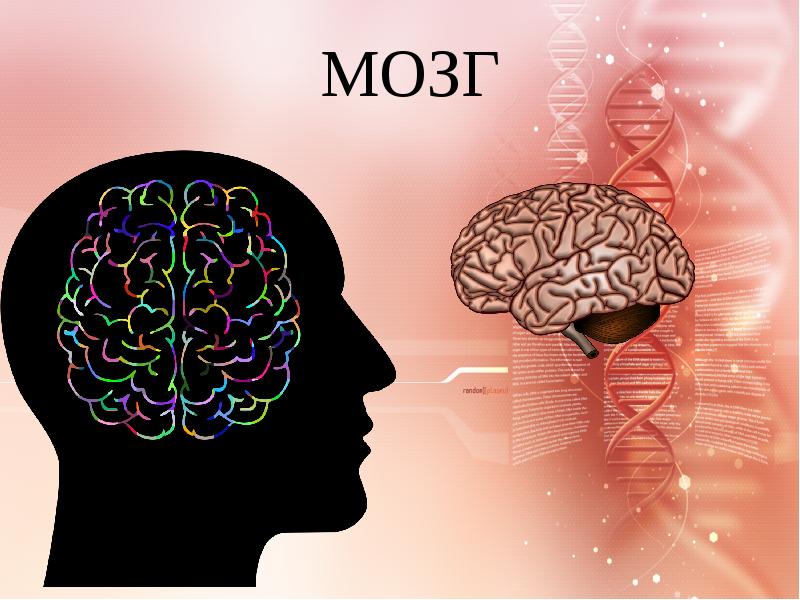 Шаблон презентации мозг