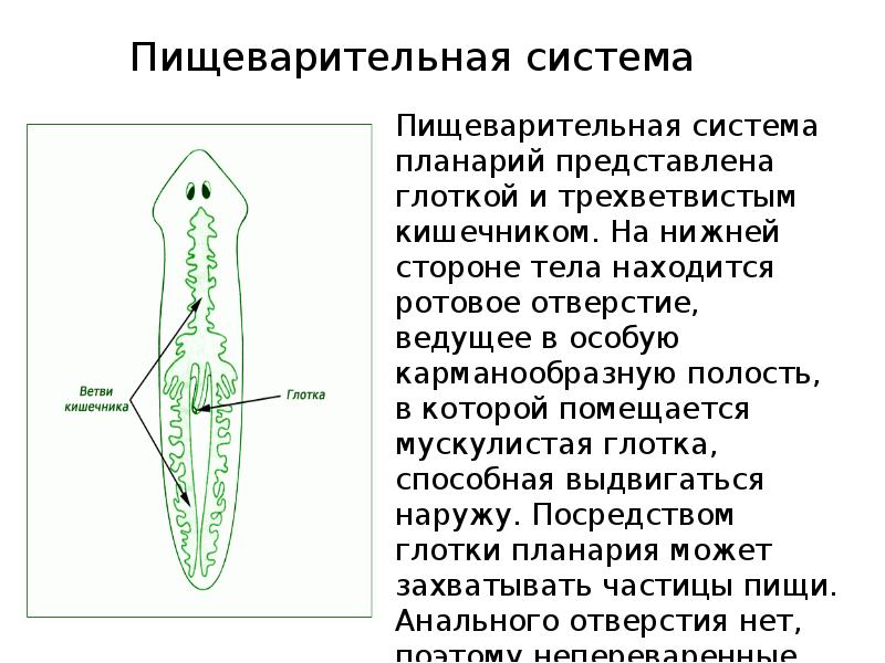 Строение плоских червей. Плоские черви пищеварительная система схема. Пищеварительная система плоских червей схема. Строение пищеварительной системы молочной планарии. Системы органов планарии.