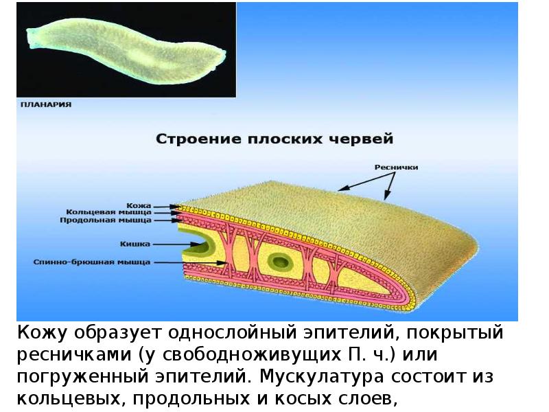 Плоские черви презентация егэ