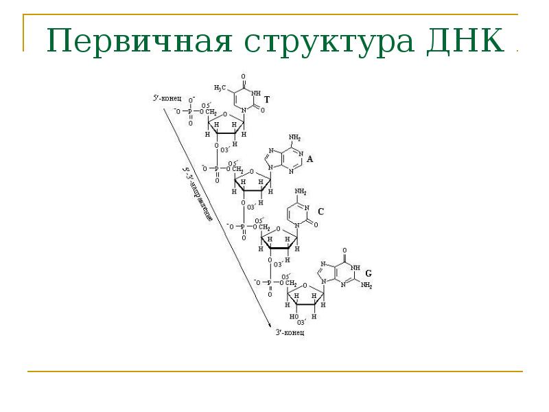 Первичная структура ДНК