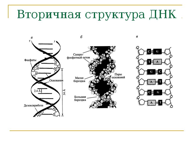 Вторичная структура ДНК