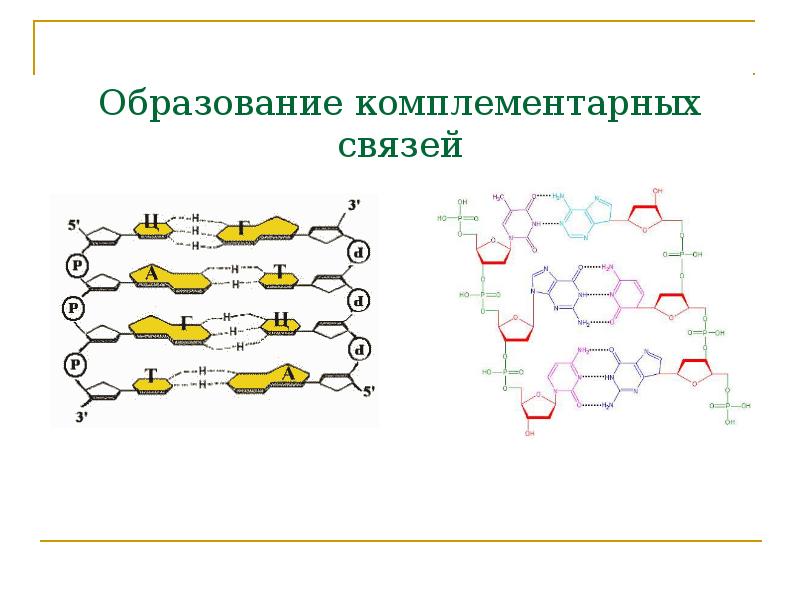 Образование комплементарных связей