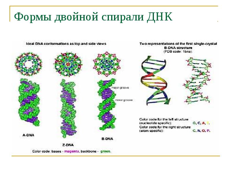 Формы двойной спирали ДНК