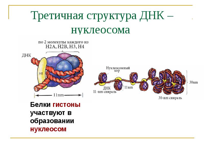 Третичная структура ДНК – нуклеосома
