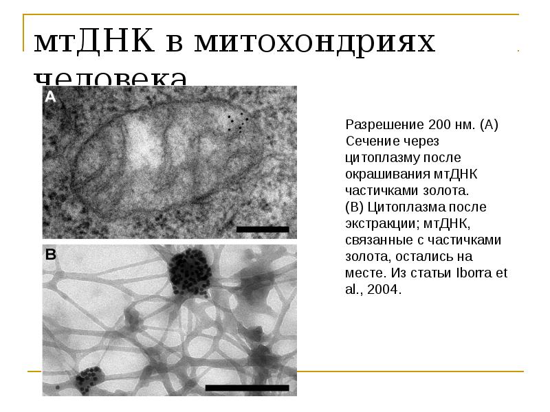 мтДНК в митохондриях человека