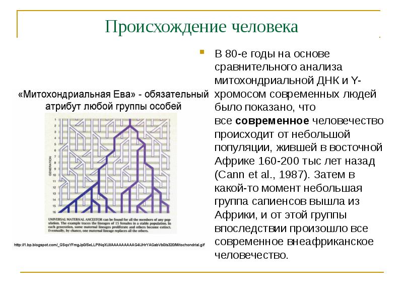 Происхождение человека В 80-е годы на основе сравнительного анализа митохондриальной ДНК
