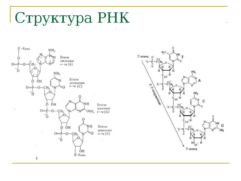Структура РНК