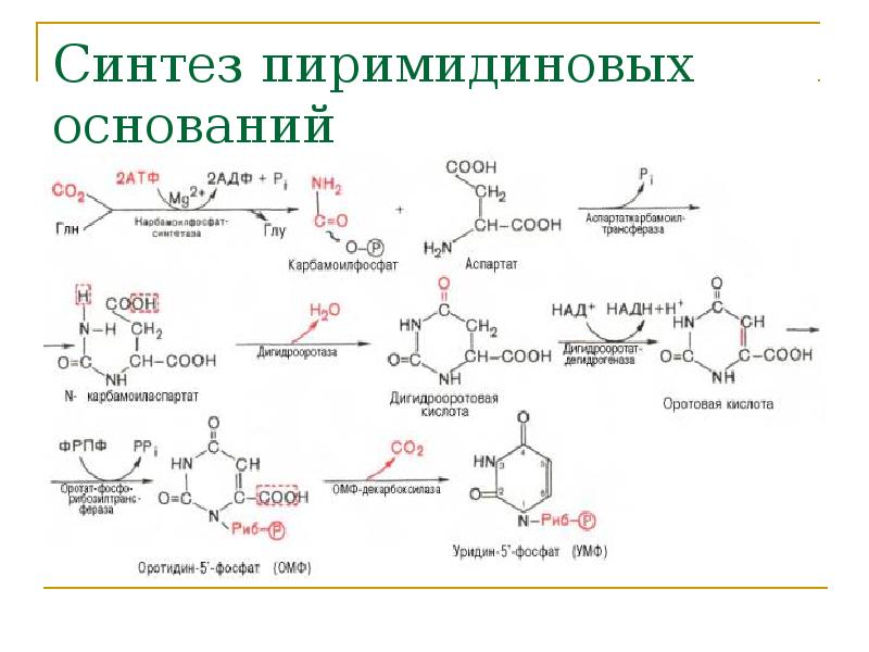 Синтез пиримидиновых оснований