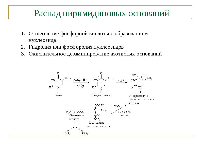 Распад пиримидиновых оснований