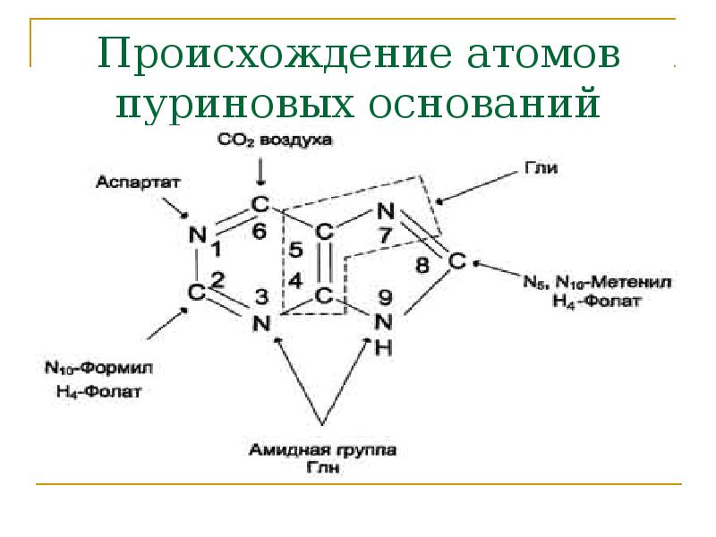 Происхождение атомов пуриновых оснований