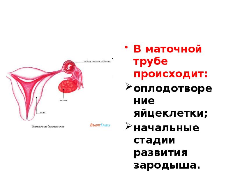 Женская половая система анатомия презентация