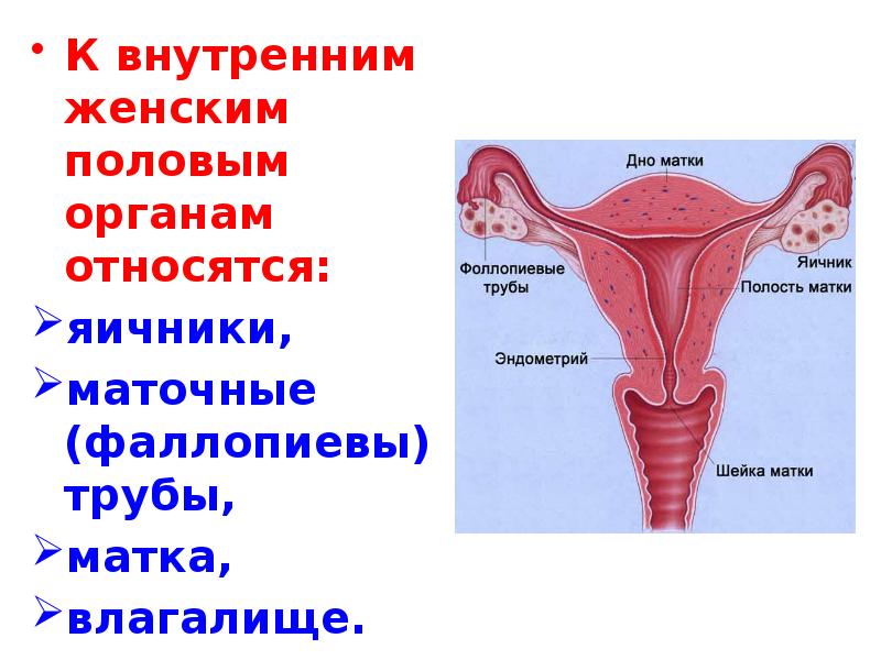 Рисунок женской половой системы