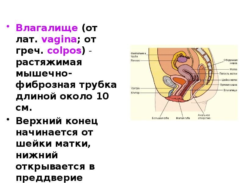 Вагин Читать