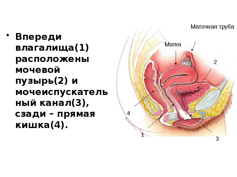 Впереди расположенный