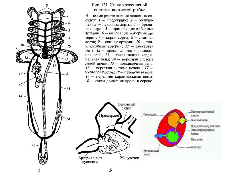 Кровеносная система рыб схема