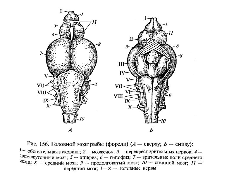 Мозг рыбы. Головной мозг костистой рыбы. Головной мозг костистой рыбы рисунок. Продолговатый мозг у рыб. Строение головного мозга костной рыбы.