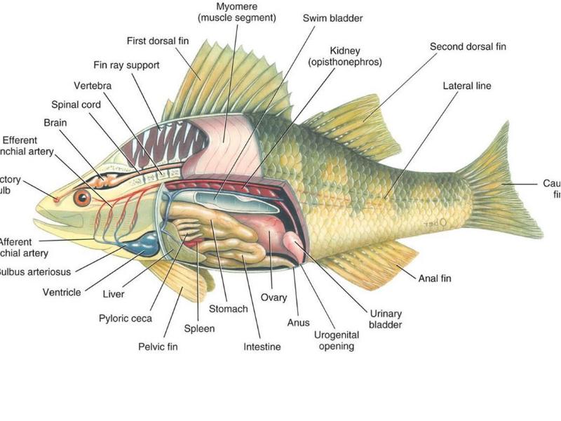 Внешнее строение рыбы схема