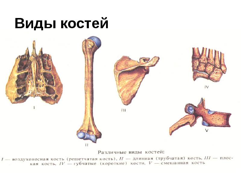 Типы костей рисунок. Виды костей трубчатые губчатые плоские воздухоносные сесамовидные. Трубчатые губчатые плоские кости таблица. Смешанные кости человека. Классификация костей человека.