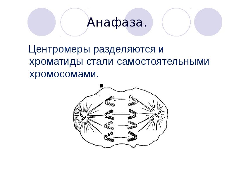 Деление центромеры. Анафаза кратко. Протекающие процессы в анафазе. Анафаза процессы. Анафаза описание процесса.