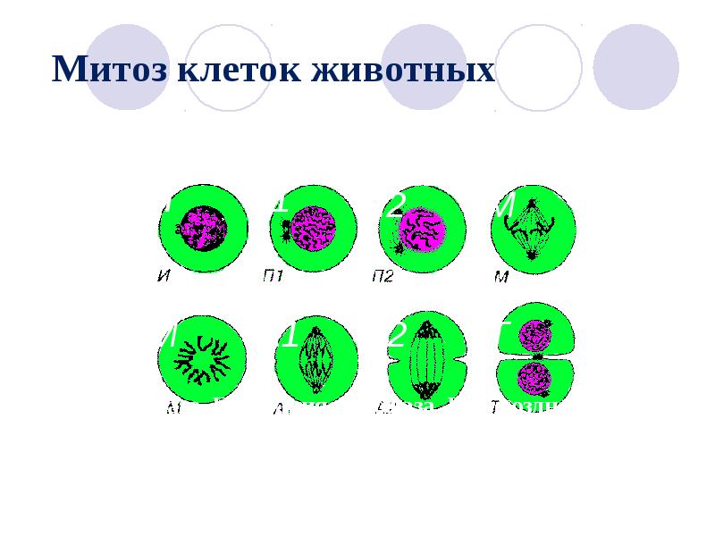 Митоз какие клетки