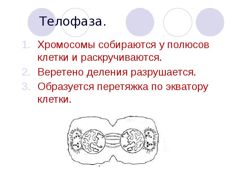 Телофаза 2 хромосомы. Телофаза 1 набор у полюсов. Телофаза поперечная перетяжка. Дочерние хромосомы у полюсов раскручиваются. Синквейн телофаза.