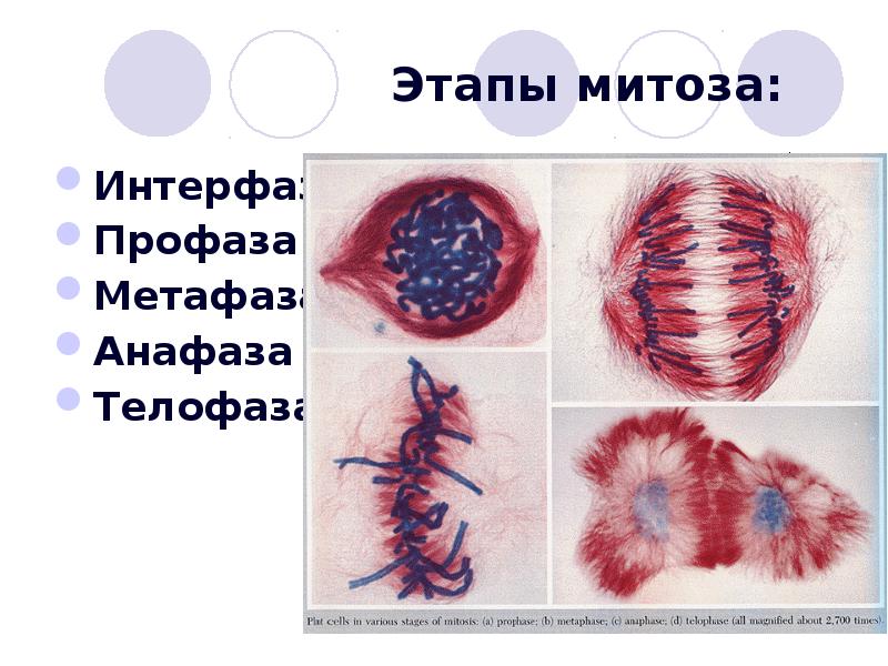 Митоз қазақша презентация