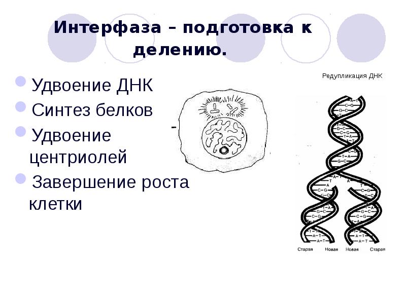 Что происходит в интерфазе. Интерфаза удвоение центриолей. Интерфаза подготовка клетки к делению. Периоды интерфазы удвоение центриолей. Интерфаза (подготовка клетки к делению)процесс.