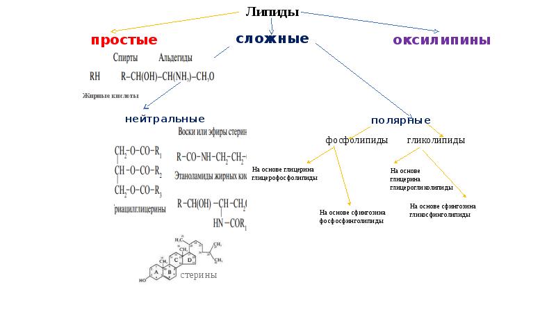 Строение липидов рисунок