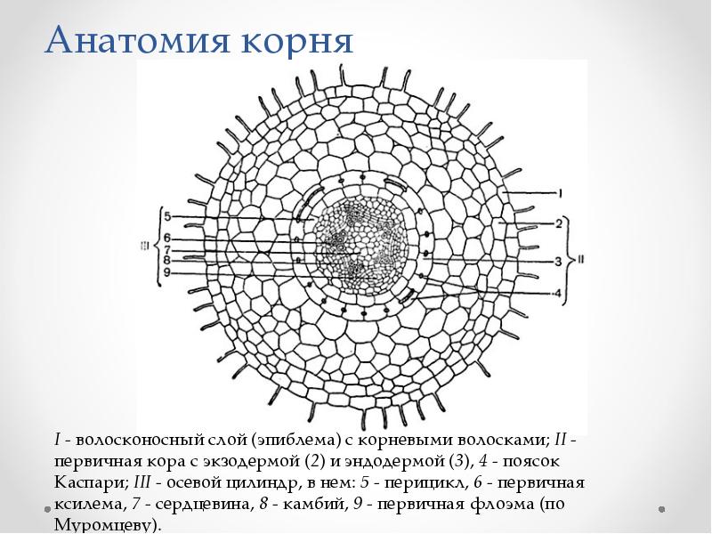 Анатомия корня