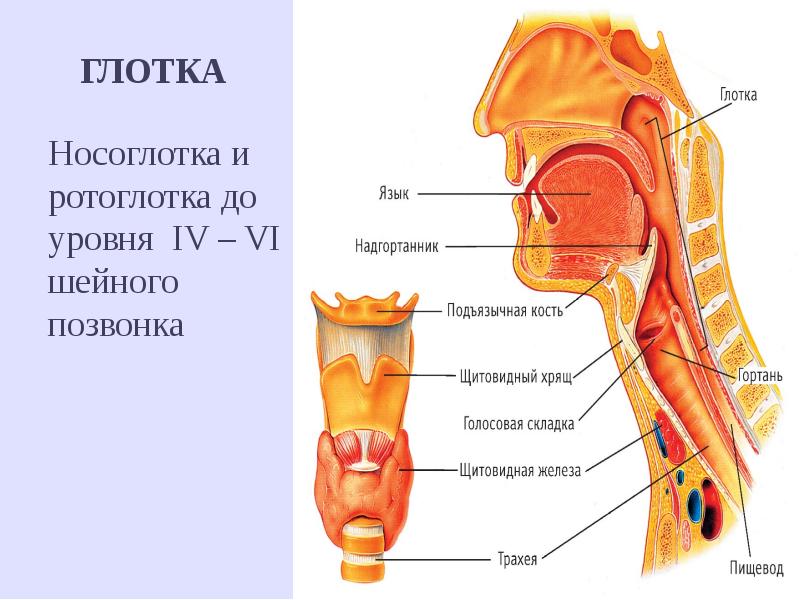 Стенка гортани