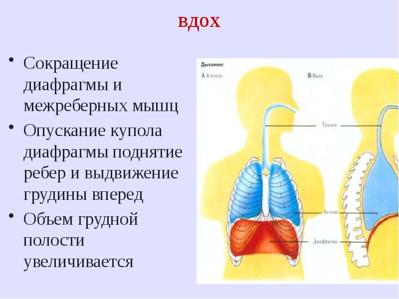 Дыхательная система человека анатомия презентация