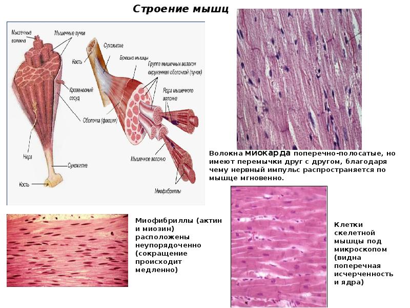 Строение мышц фото