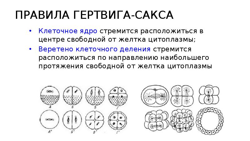 Борозды дробления. Тангенциальная борозда дробления это. Правило Гертвига Сакса. Типы борозд дробления. Стадии дробления амфибии.