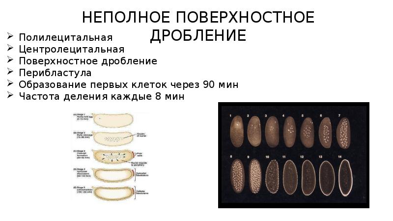 Неполное дробление. Неполное поверхностное дробление характерно. Частичное дискоидальное дробление. Неполное дискоидальное дробление. Поверхностное дробление.